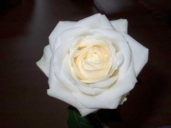 580%20ROSEBLANCHE%20FLEUR%20BLANC%20PURETE[1].jpg