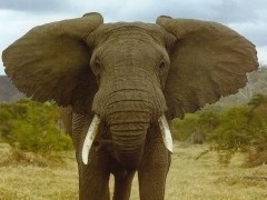 elephant.jpg