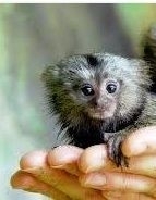 tiny monkey.jpg