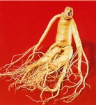 ginseng_2.jpg