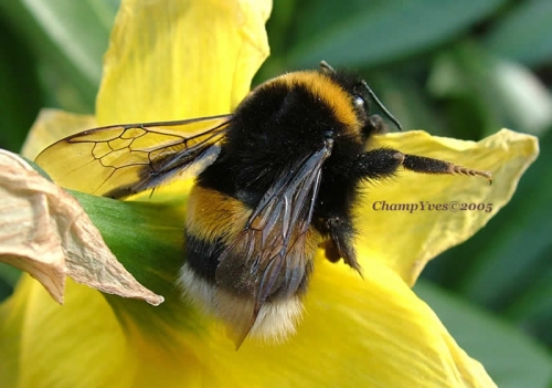 Bumblebee ChampYves.jpg