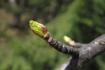 dream,dream incubation, dream interpretation,Christiane Riedel,Judith Saint-Laurent,branches,sexual realtion,ants, creeping insects