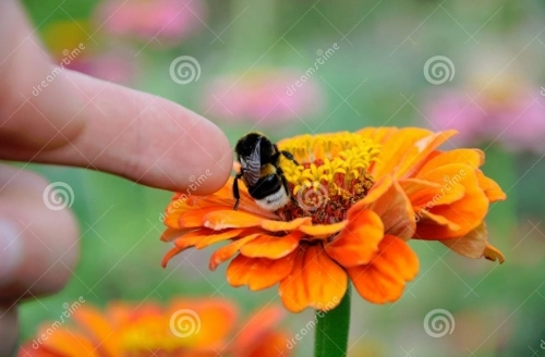 Caressing the bumblebee Vladyslav Siaber.JPG